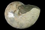 Polished Fossil Nautilus (Cymatoceras) - Madagascar #157822-1